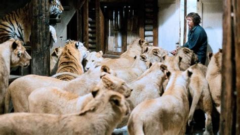 roar gomovies|ROAR 1981 : Free Download, Borrow, and Streaming : Internet .
